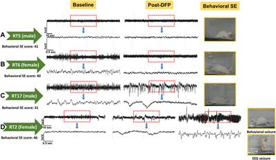 DFP-Induced Status Epilepticus Severity in Mixed-Sex Cohorts of Adult Rats Housed in the Same Room: Behavioral and EEG Comparisons